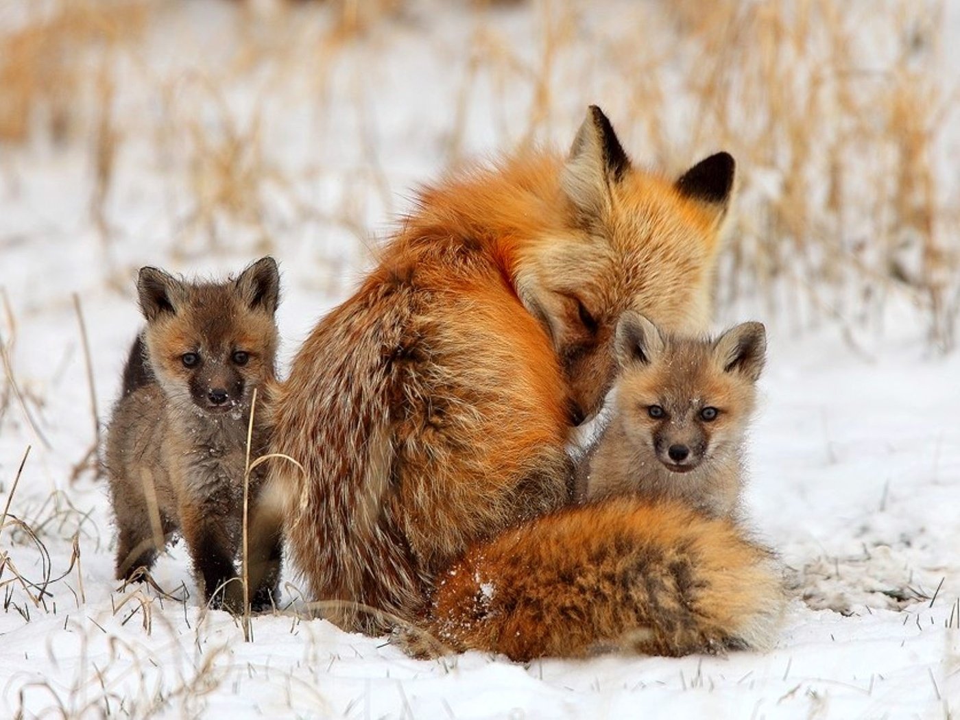 Обои снег, зима, лиса, лисица, детеныши, лисята, snow, winter, fox, cubs разрешение 2000x1322 Загрузить