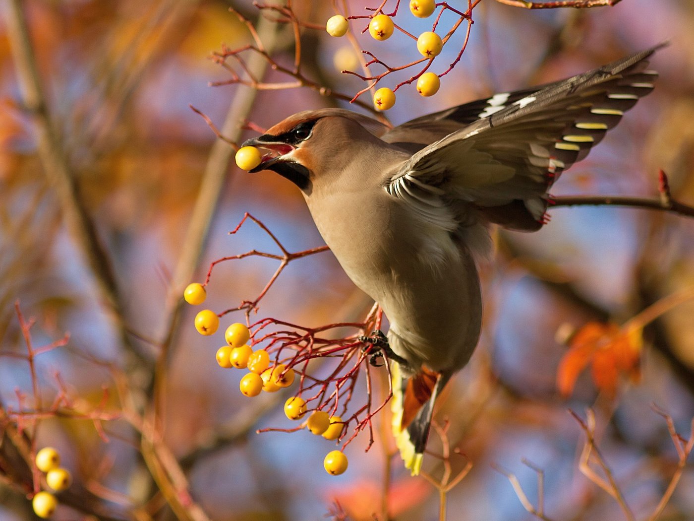 Обои ветка, птица, ягоды, свиристель, branch, bird, berries, the waxwing разрешение 2048x1410 Загрузить