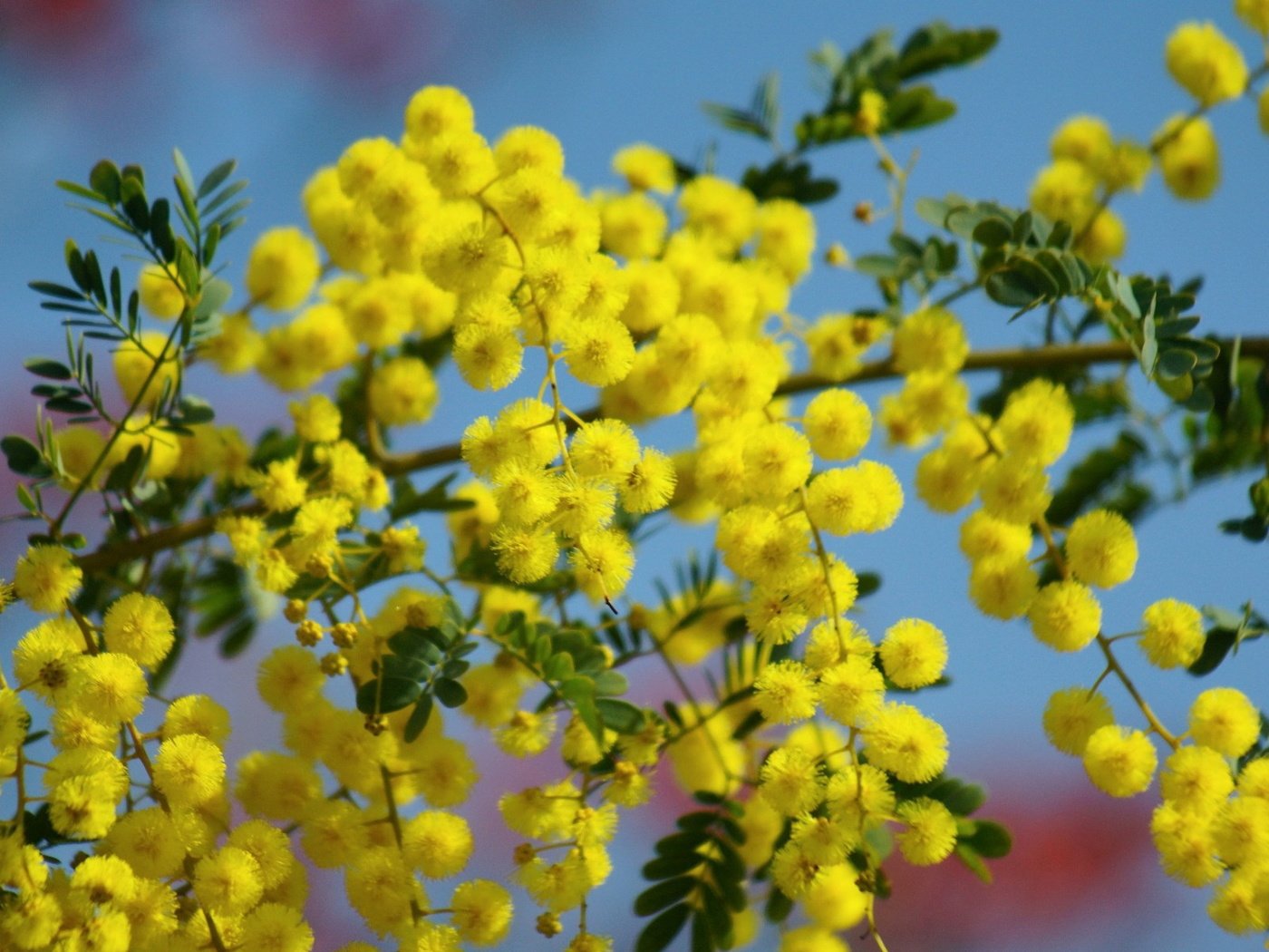 Обои небо, цветы, ветка, цветение, жёлтая, мимоза, the sky, flowers, branch, flowering, yellow, mimosa разрешение 1920x1200 Загрузить