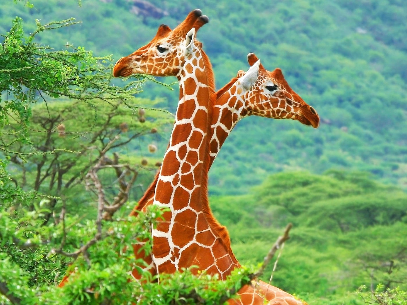 Обои трава, деревья, горы, пейзаж, животные, африка, саванна, жирафы, grass, trees, mountains, landscape, animals, africa, savannah, giraffes разрешение 2020x1440 Загрузить