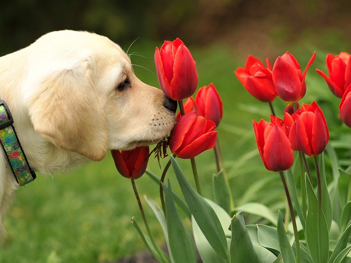 Обои цветы, собака, щенок, тюльпаны, ошейник, лабродор, flowers, dog, puppy, tulips, collar, labrador разрешение 1920x1200 Загрузить