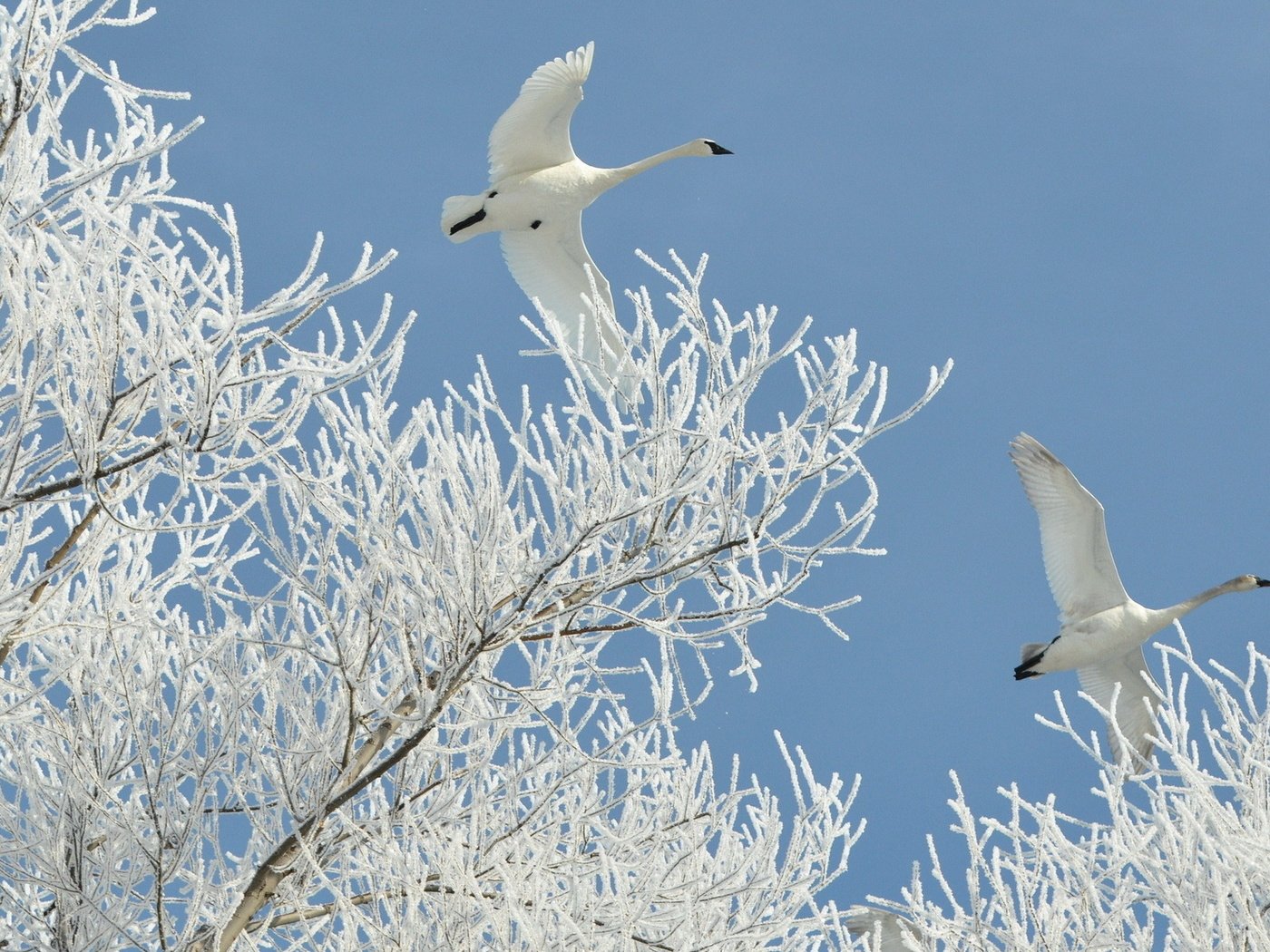 Птицы в небе зимой