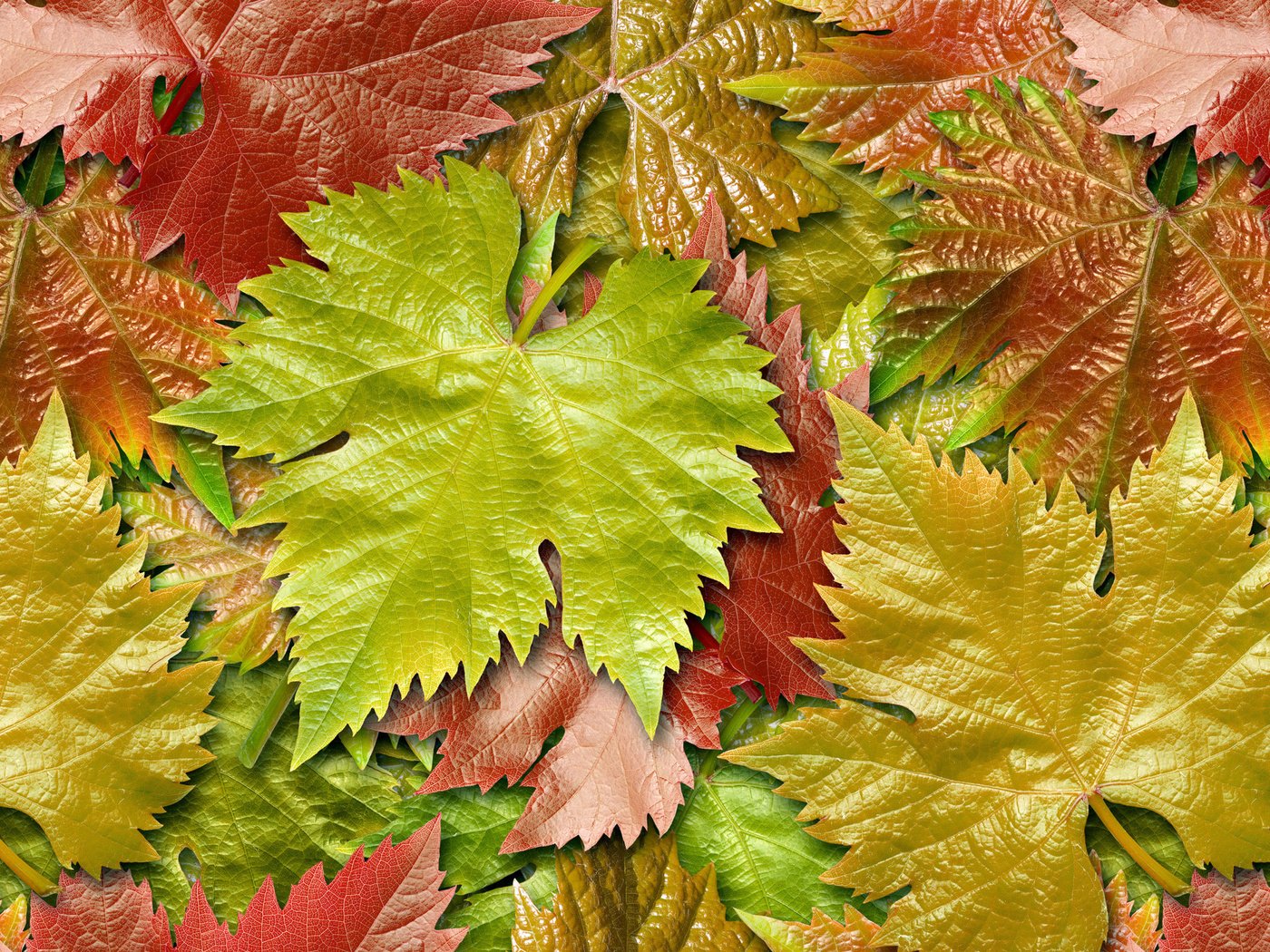 Обои листья, разноцветные, осень, клен, leaves, colorful, autumn, maple разрешение 2560x1600 Загрузить