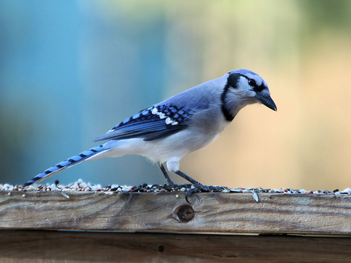 Обои птица, голубая, зерно, семечки, корм, сойка, голубая сойка, bird, blue, grain, seeds, food, jay, blue jay разрешение 3068x2159 Загрузить