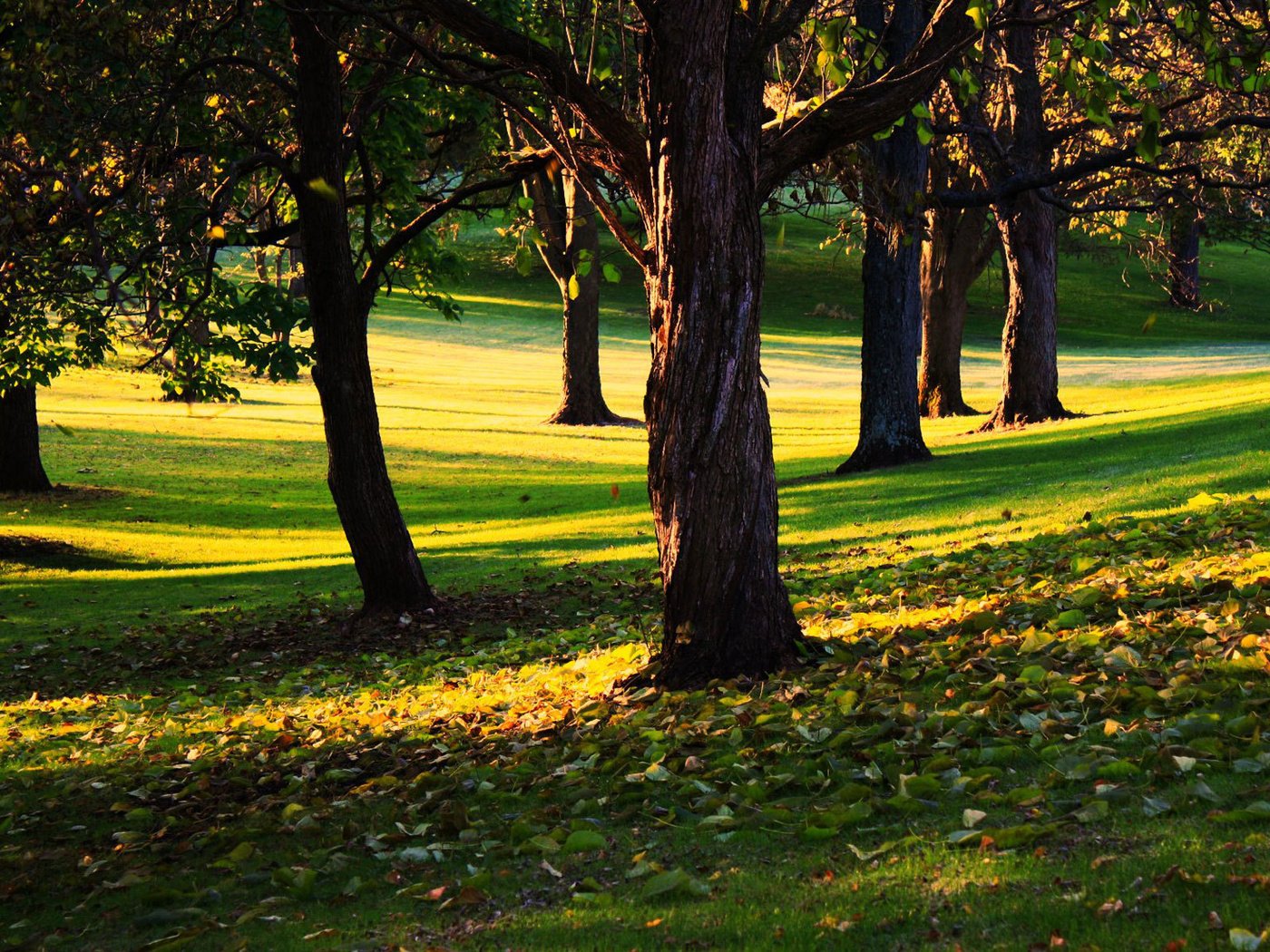 Обои трава, деревья, листья, парк, осень, солнечный день, grass, trees, leaves, park, autumn, sunny day разрешение 1920x1200 Загрузить