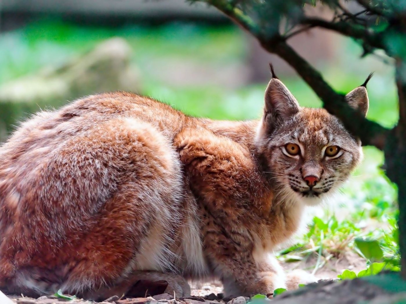 Обои дерево, рысь, хищник, большая кошка, лежать, tree, lynx, predator, big cat, lie разрешение 2000x1250 Загрузить