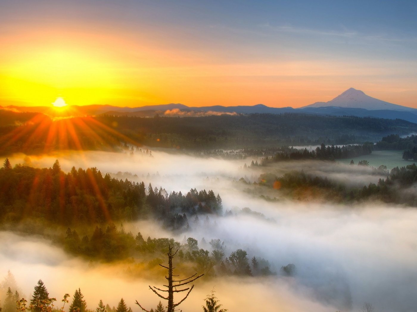 Обои солнце, лес, туман, the sun, forest, fog разрешение 2560x1440 Загрузить