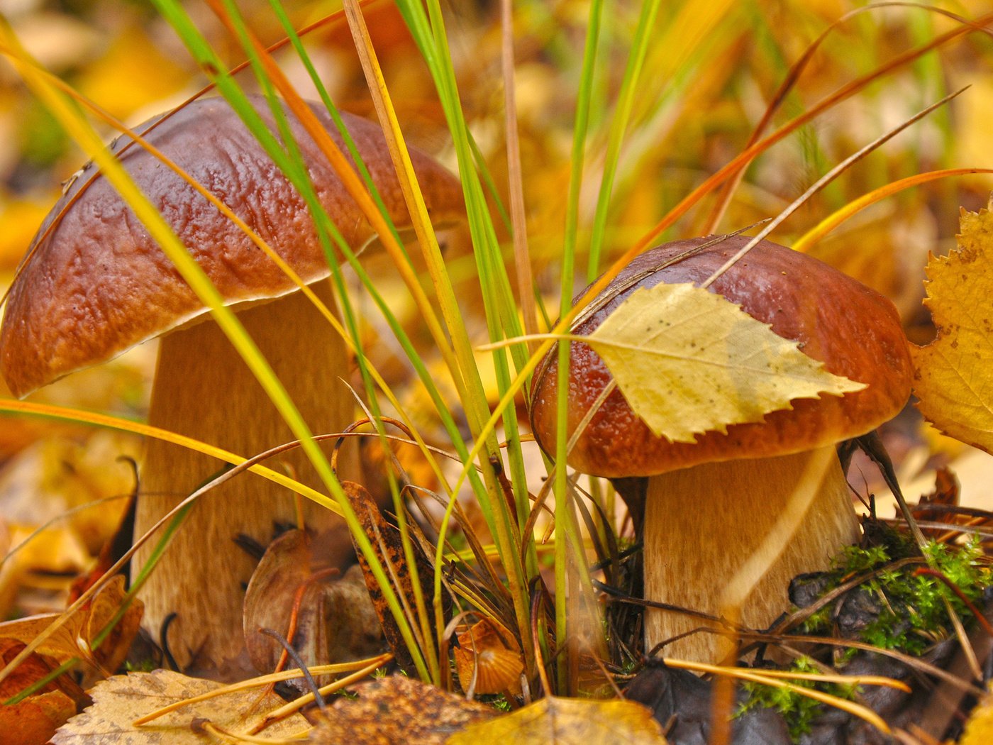 Обои трава, листья, макро, осень, грибы, гриб, grass, leaves, macro, autumn, mushrooms, mushroom разрешение 2560x1600 Загрузить