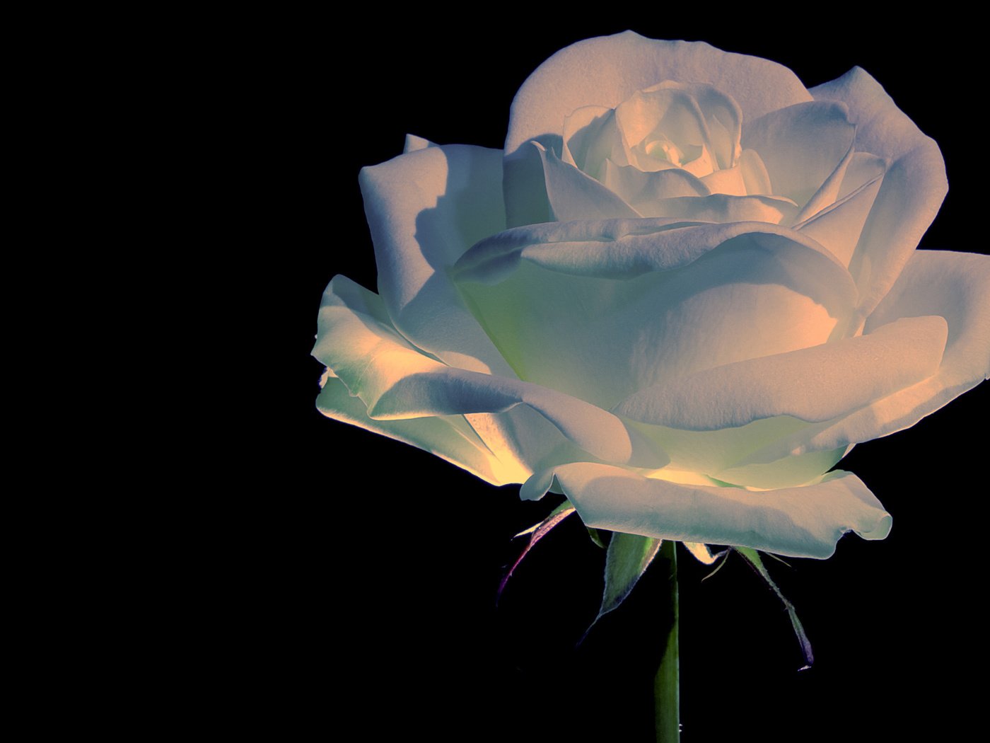 Обои роза, прекрасный цветок, rose, beautiful flower разрешение 2560x1600 Загрузить