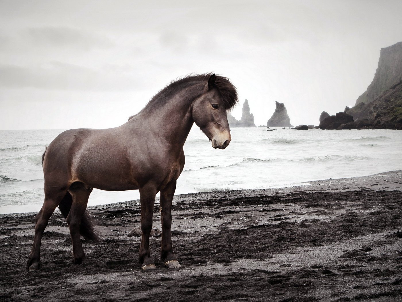 Обои лошадь, природа, море, конь, исландский жеребец, horse, nature, sea, icelandic stallion разрешение 1920x1200 Загрузить