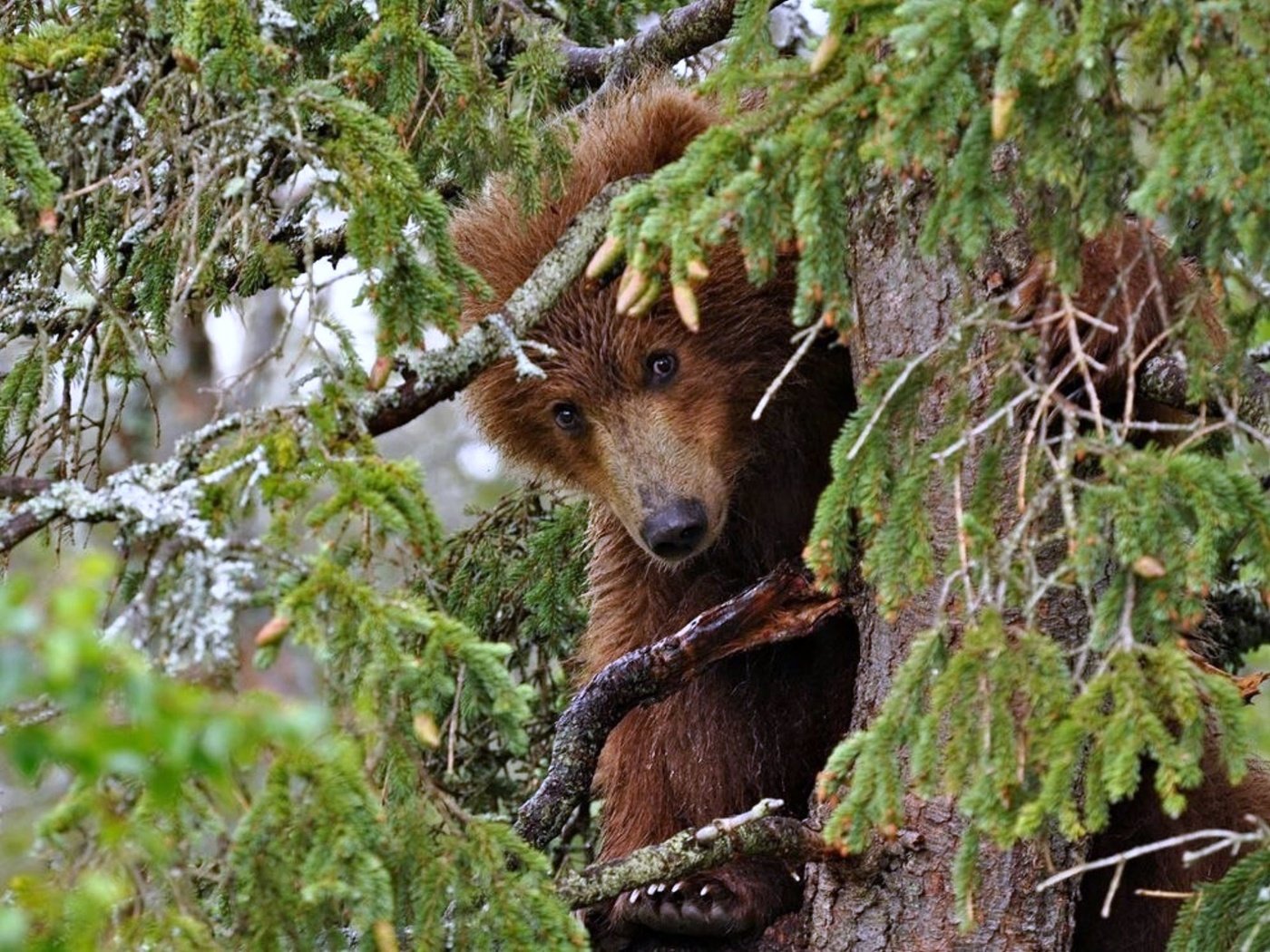 Обои деревья, хвоя, ветки, медведь, trees, needles, branches, bear разрешение 2000x1499 Загрузить