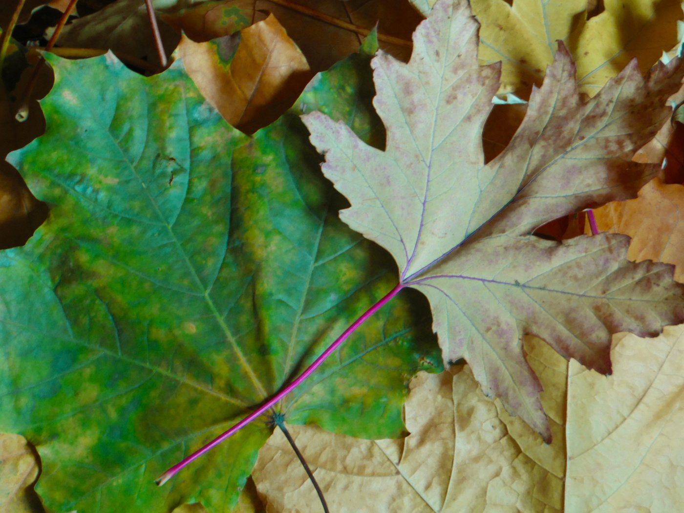 Обои листья, фон, разные, leaves, background, different разрешение 2560x1600 Загрузить