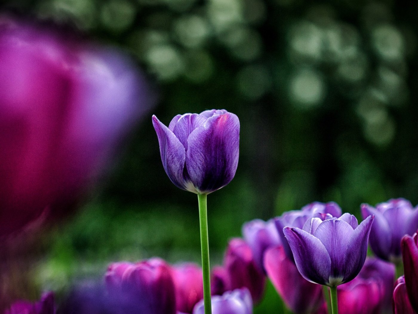 Обои цветы, весна, тюльпаны, фиолетовые, flowers, spring, tulips, purple разрешение 1920x1200 Загрузить