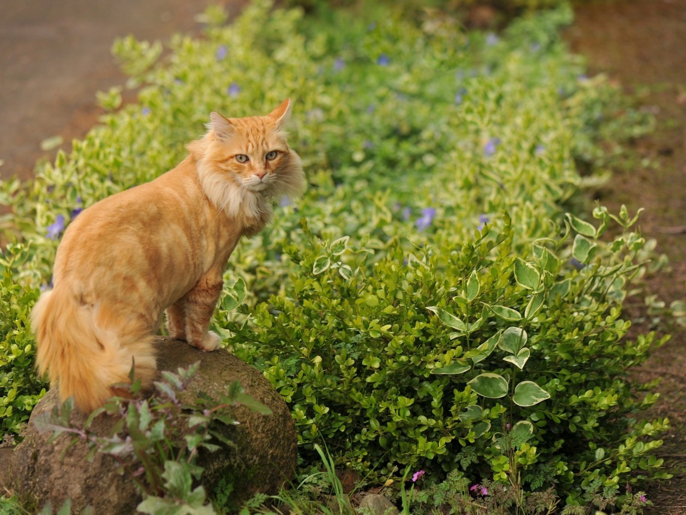 Обои цветы, трава, кот, кошка, камень, рыжий, flowers, grass, cat, stone, red разрешение 1920x1200 Загрузить