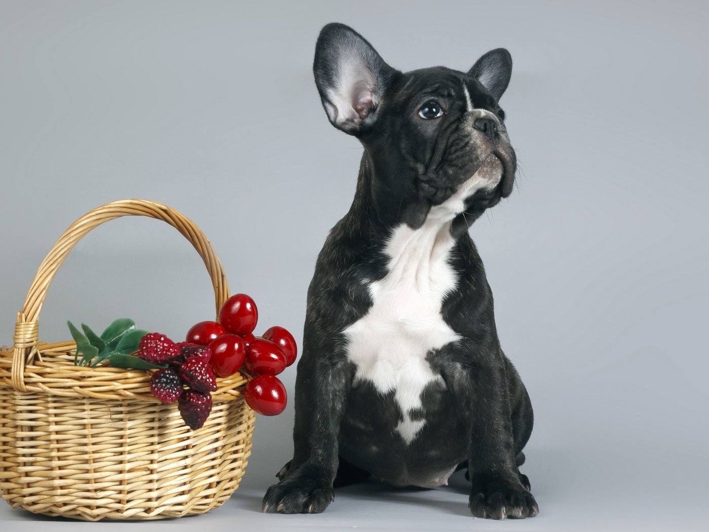 Обои собака, щенок, корзина, ягоды, французский бульдог, dog, puppy, basket, berries, french bulldog разрешение 2560x1600 Загрузить