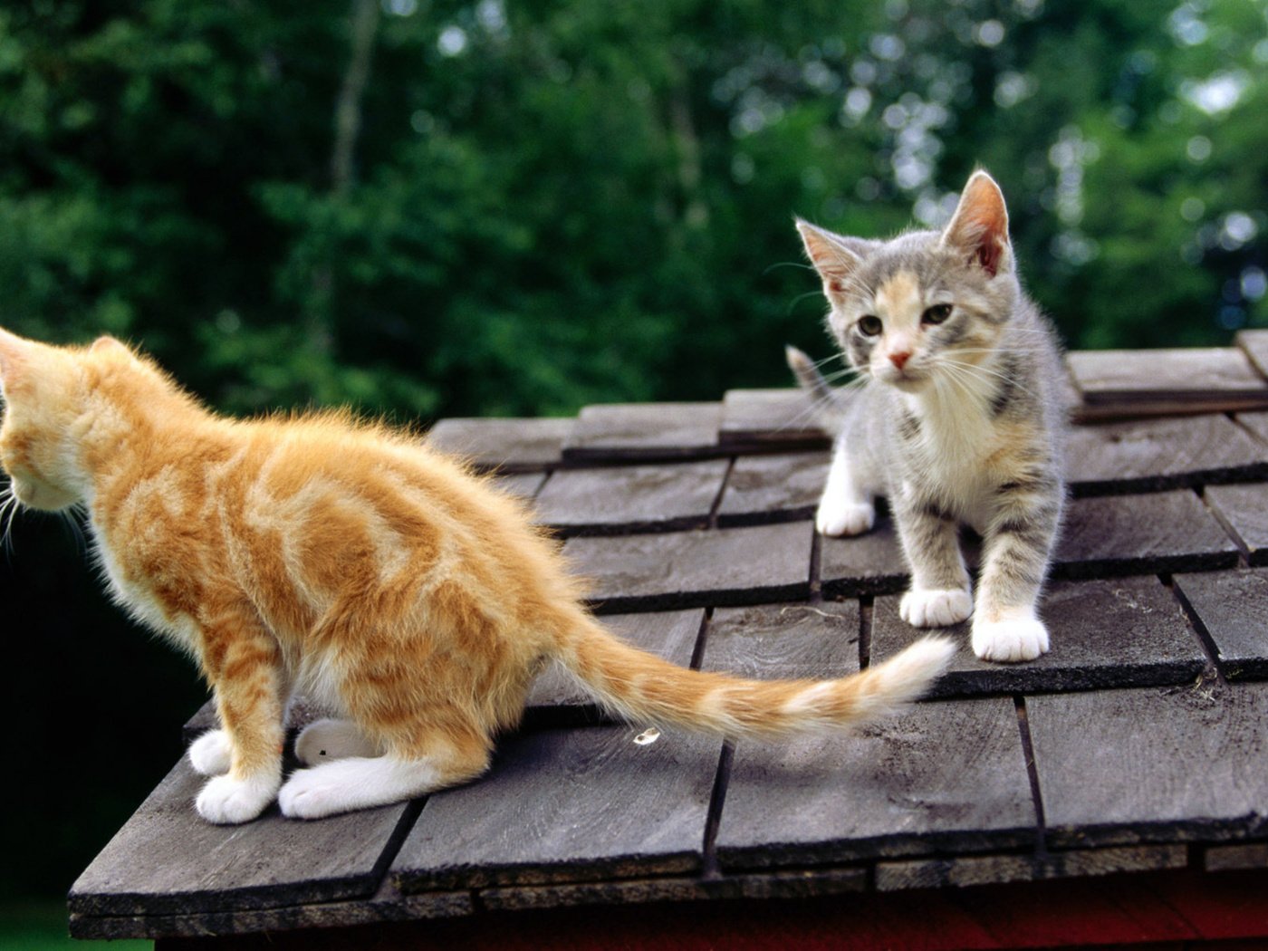 Обои кошки, крыша, котята, любопытство, cats, roof, kittens, curiosity разрешение 1920x1200 Загрузить