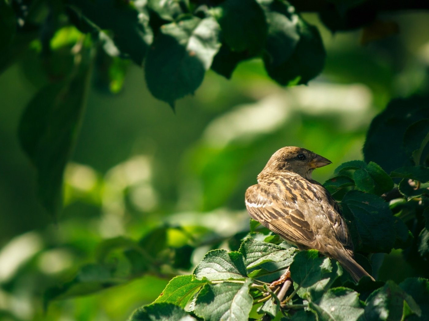 Обои ветка, листья, птицы, воробей, branch, leaves, birds, sparrow разрешение 2880x1620 Загрузить