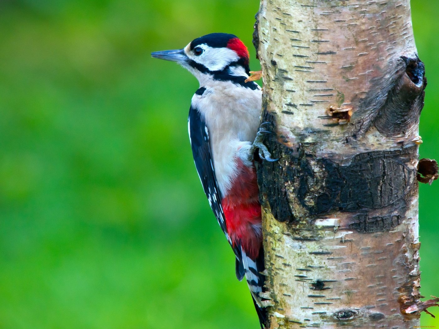 Обои дерево, птицы, береза, дятел, санитар, tree, birds, birch, woodpecker, medic разрешение 2560x1922 Загрузить