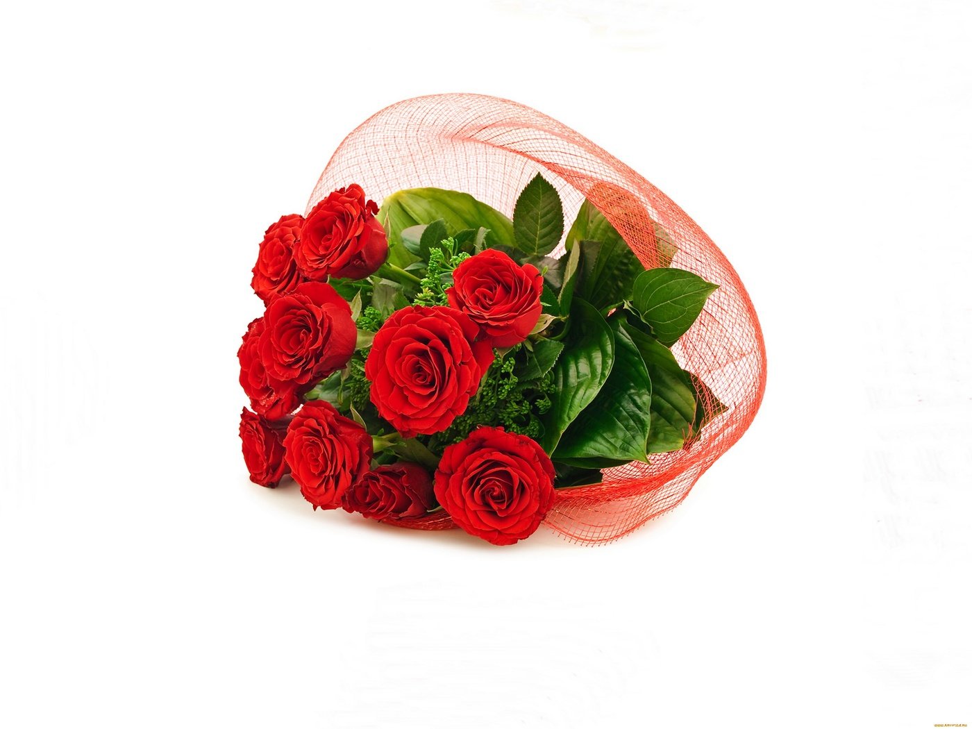 Обои цветы, зелень, розы, красные, букет, лента, упаковка, flowers, greens, roses, red, bouquet, tape, packaging разрешение 3872x2904 Загрузить