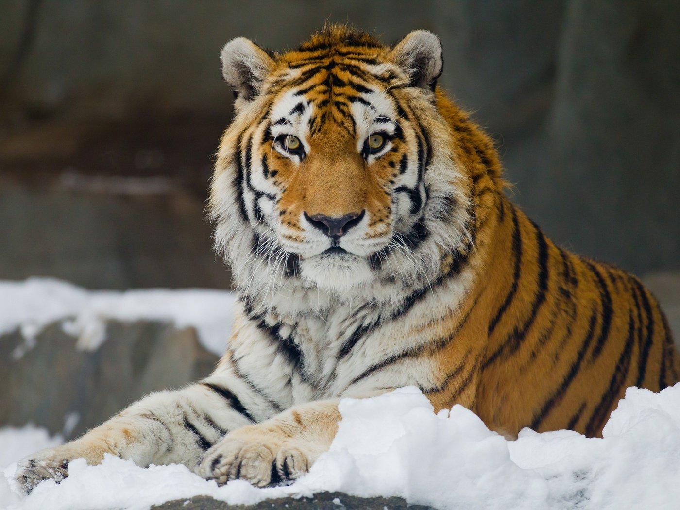 Обои тигр, снег, взгляд, хищник, большая кошка, отдых, амурский, tiger, snow, look, predator, big cat, stay, amur разрешение 3400x2266 Загрузить