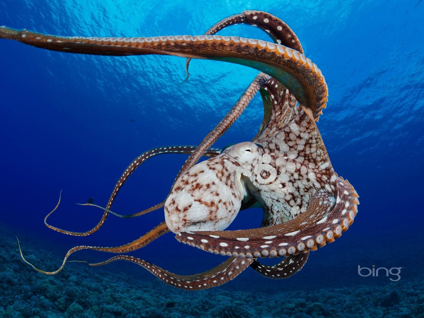 Обои осьминог, океан, нос, кораллы, подводный мир, щупальцы, головоногий моллюск, octopus, the ocean, nose, corals, underwater world, the tentacles разрешение 1920x1200 Загрузить