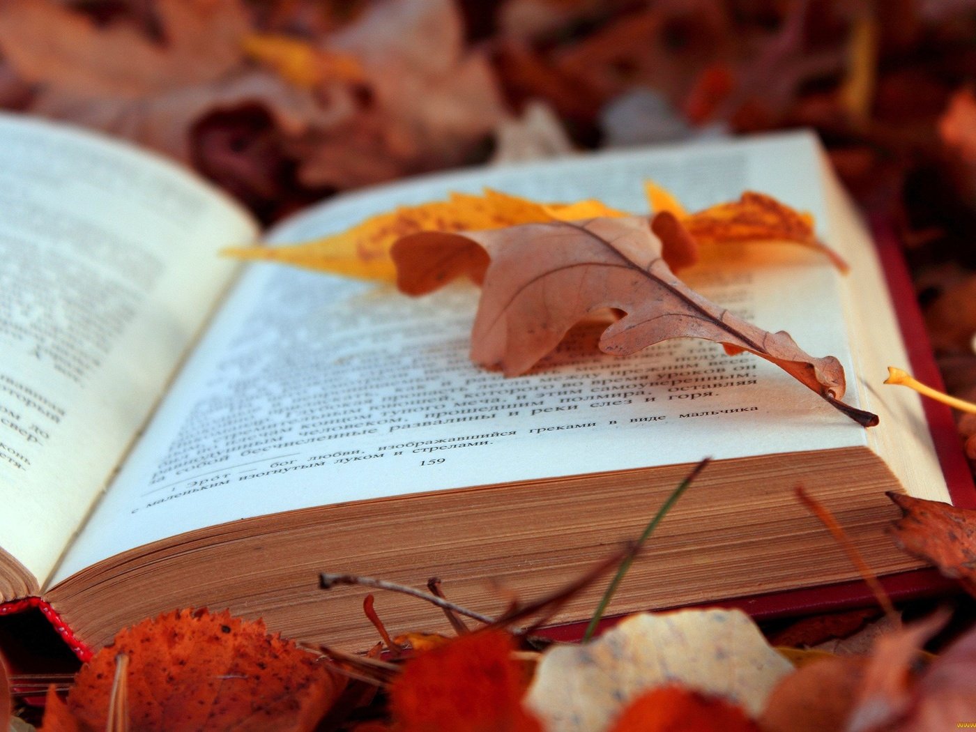 Обои листья, листва, осень, текст, книга, страницы, leaves, foliage, autumn, text, book, page разрешение 2048x1365 Загрузить