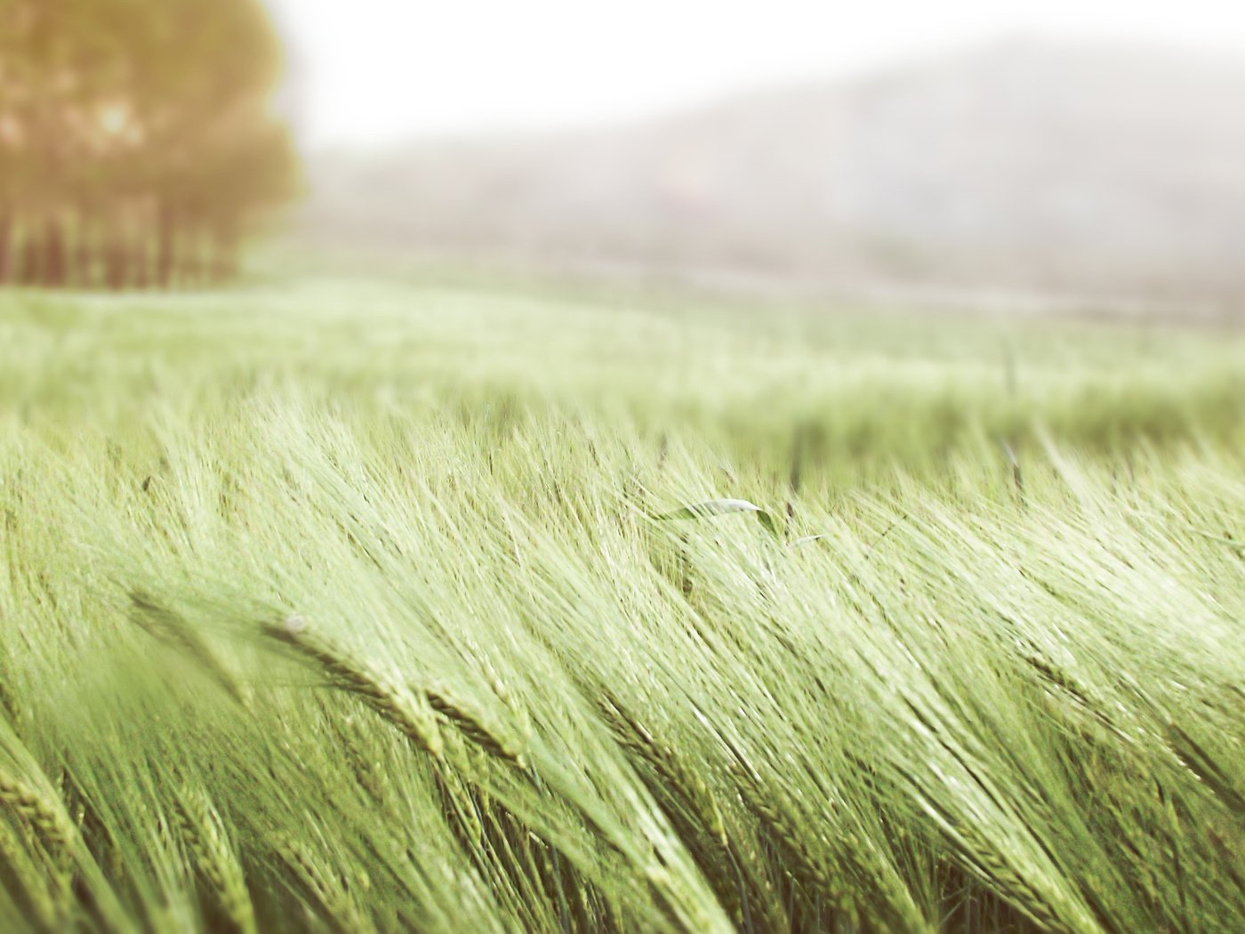 Обои поле, лето, колосья, пшеница, колоски, ветер, field, summer, ears, wheat, spikelets, the wind разрешение 2560x1600 Загрузить