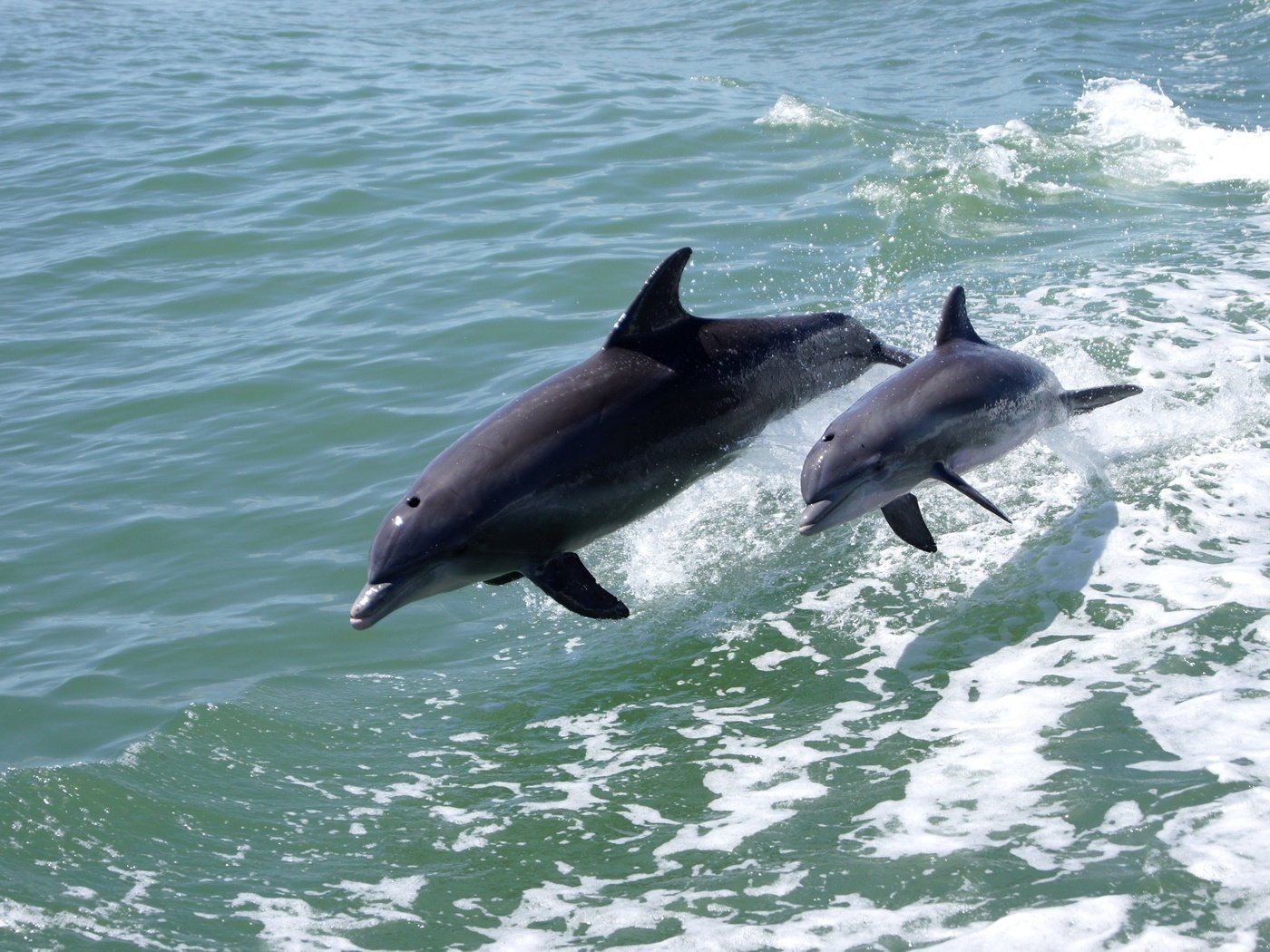 Обои море, животные, прыжок, дельфины, sea, animals, jump, dolphins разрешение 3200x2130 Загрузить