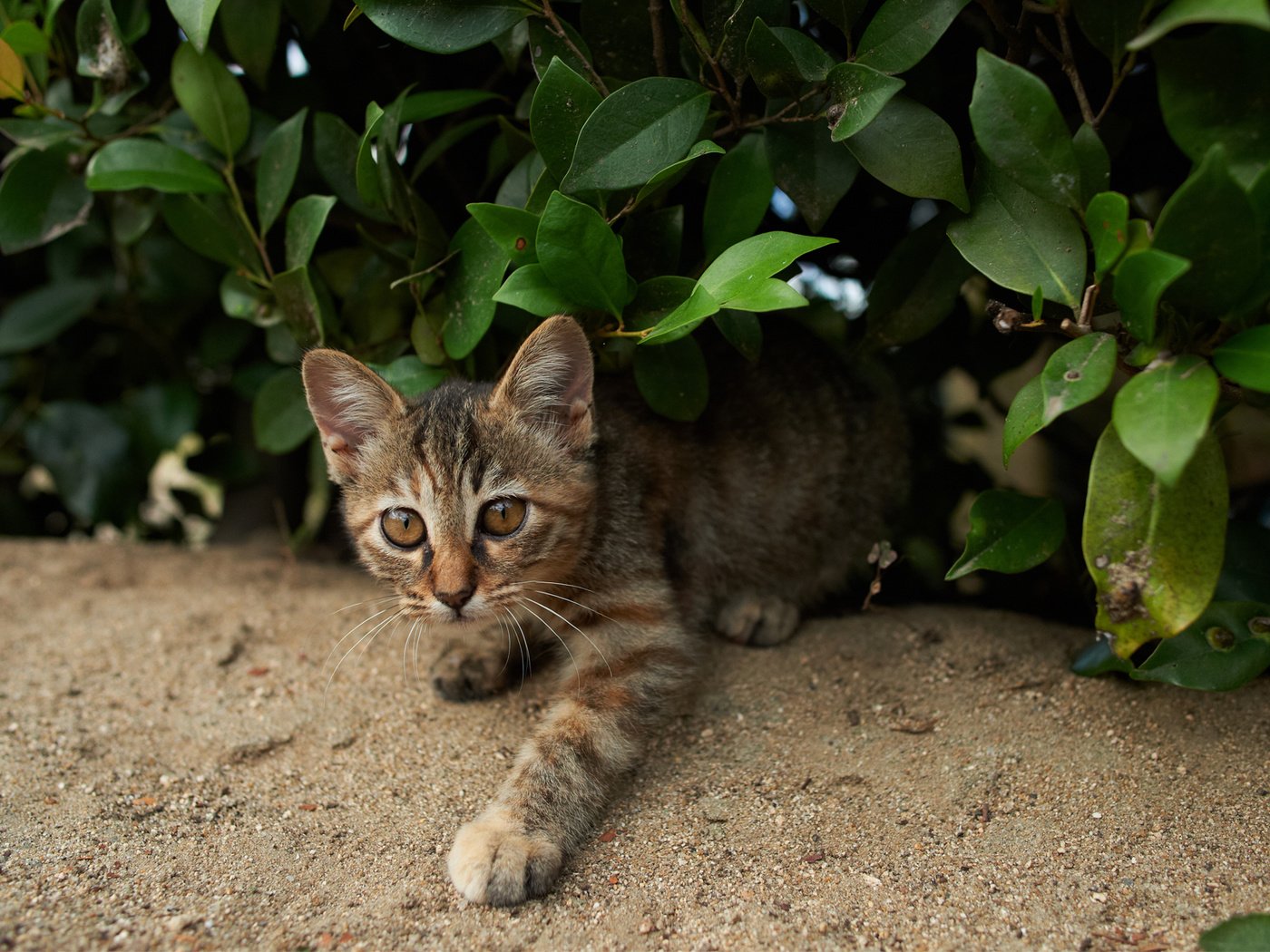 Обои зелень, кошка, взгляд, котенок, куст, полосатый, greens, cat, look, kitty, bush, striped разрешение 1920x1200 Загрузить