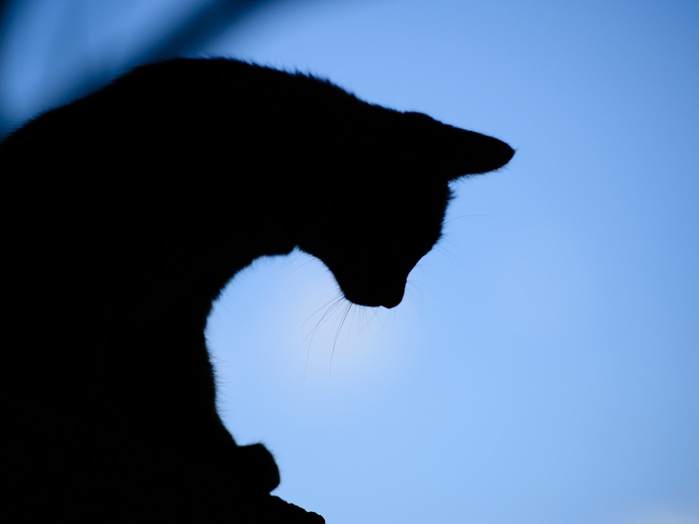 Обои вечер, фон, кот, силуэт, the evening, background, cat, silhouette разрешение 1920x1200 Загрузить