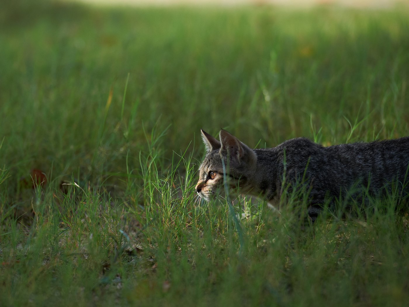 Обои трава, кот, кошка, охота, grass, cat, hunting разрешение 1920x1200 Загрузить