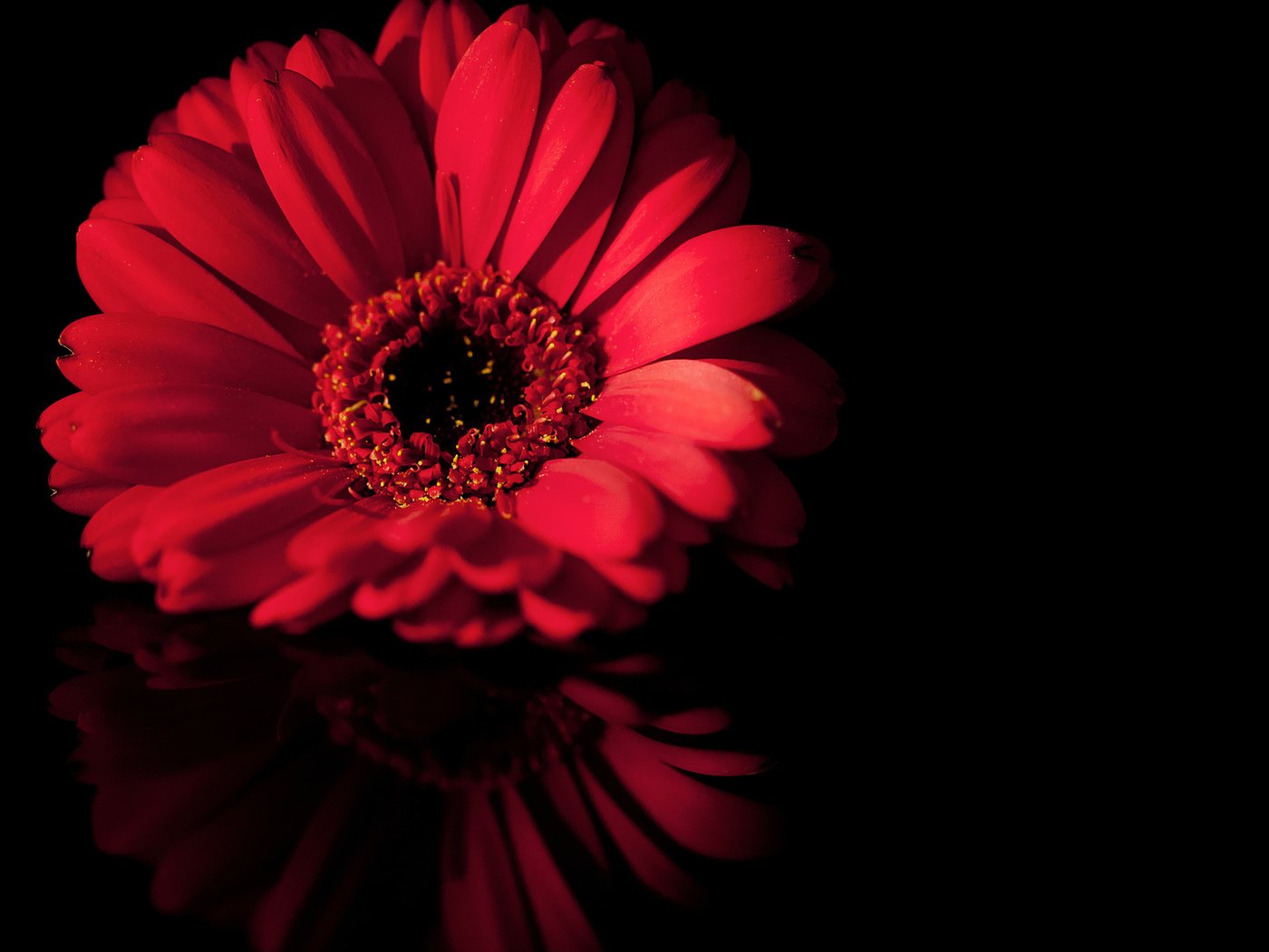 Обои макро, отражение, цветок, лепестки, черный, красный, macro, reflection, flower, petals, black, red разрешение 1920x1080 Загрузить