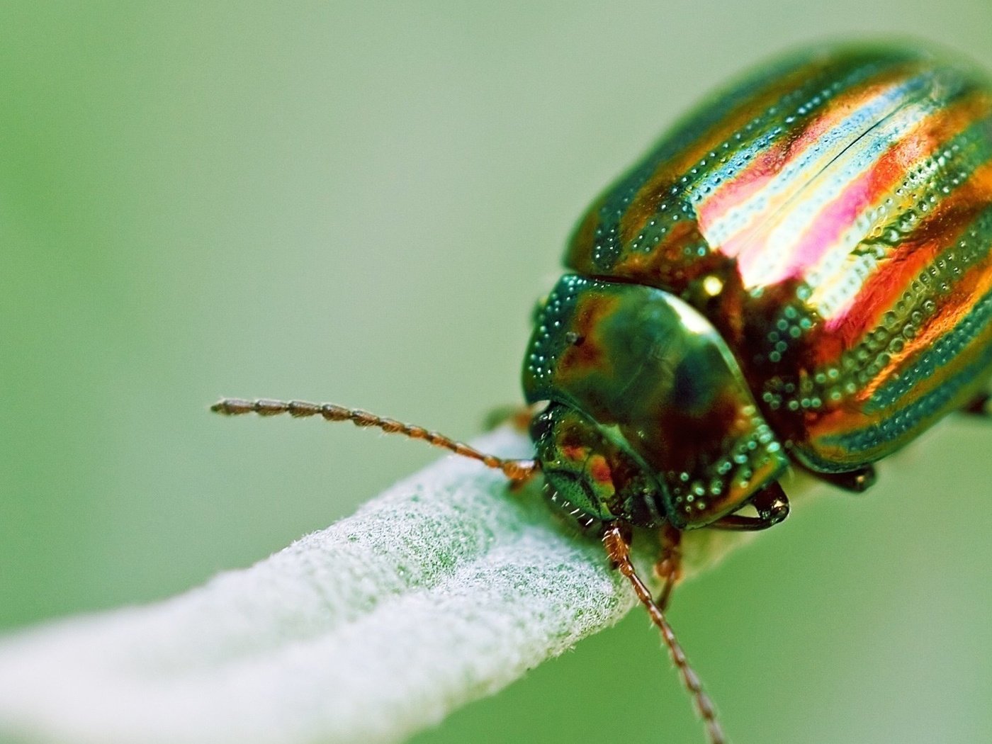 Обои зелёный, жук, макро, насекомое, золотистый, green, beetle, macro, insect, golden разрешение 1920x1080 Загрузить