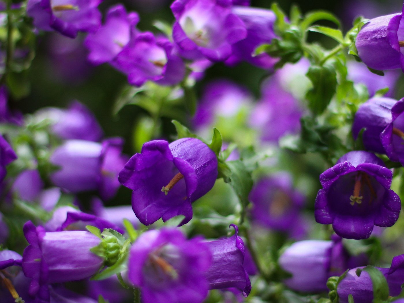 Обои цветы, фокус камеры, лепестки, колокольчики, фиолетовые, кампанула, flowers, the focus of the camera, petals, bells, purple разрешение 1920x1080 Загрузить