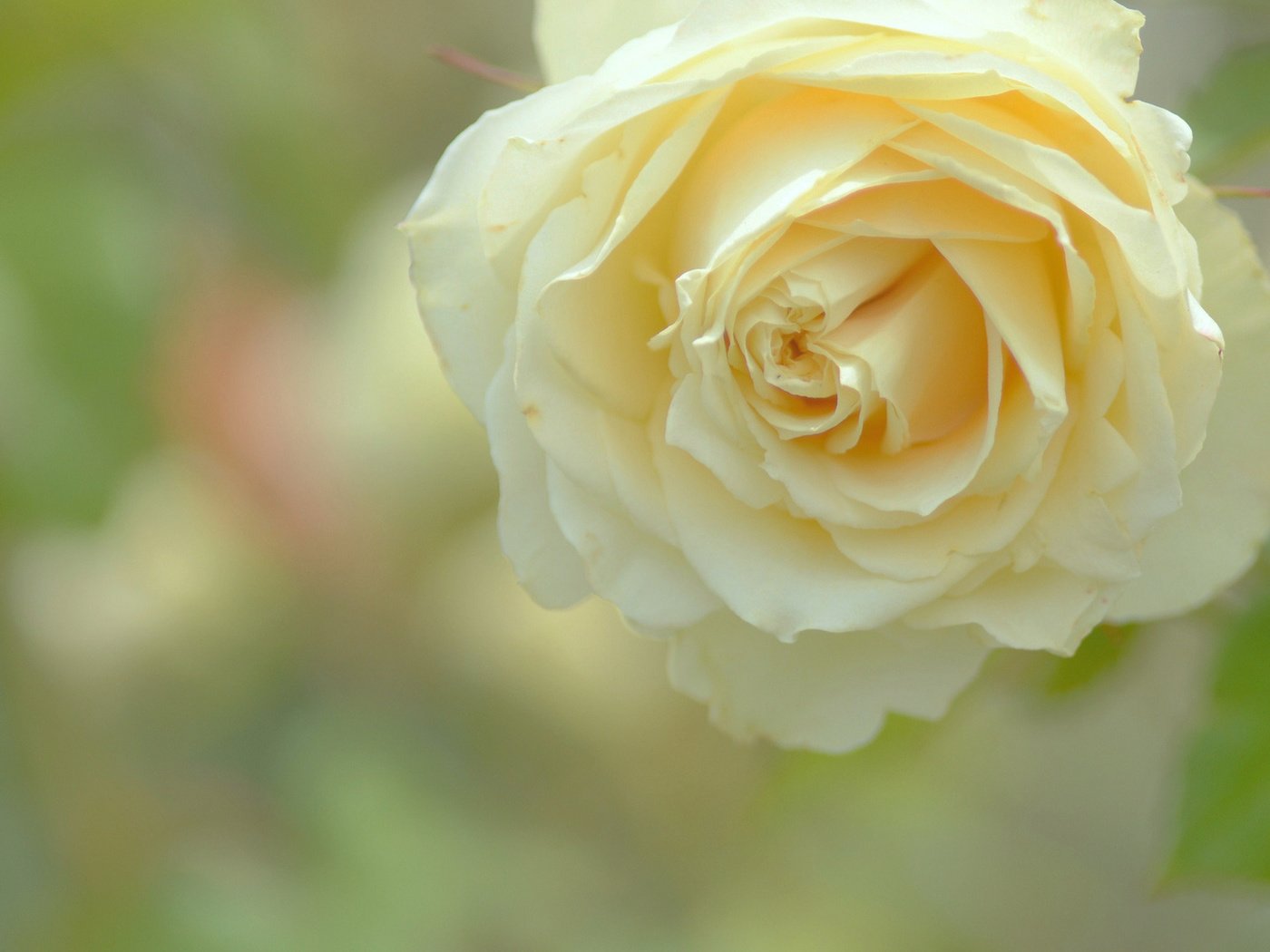 Обои макро, роза, жёлтая, macro, rose, yellow разрешение 1920x1080 Загрузить