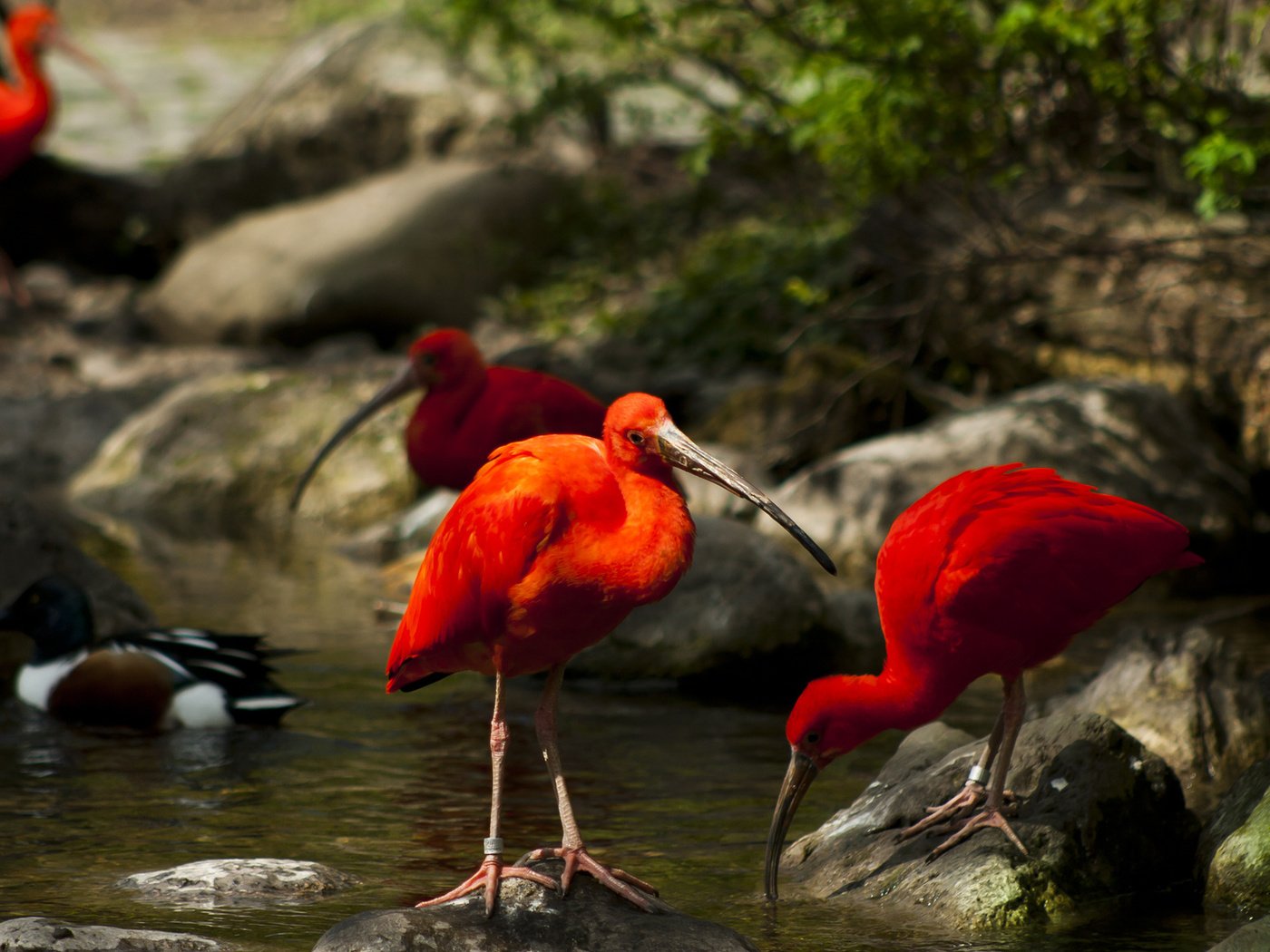 Обои деревья, вода, природа, камни, ручей, птицы, мох, ибисы, trees, water, nature, stones, stream, birds, moss, ibis разрешение 1920x1080 Загрузить