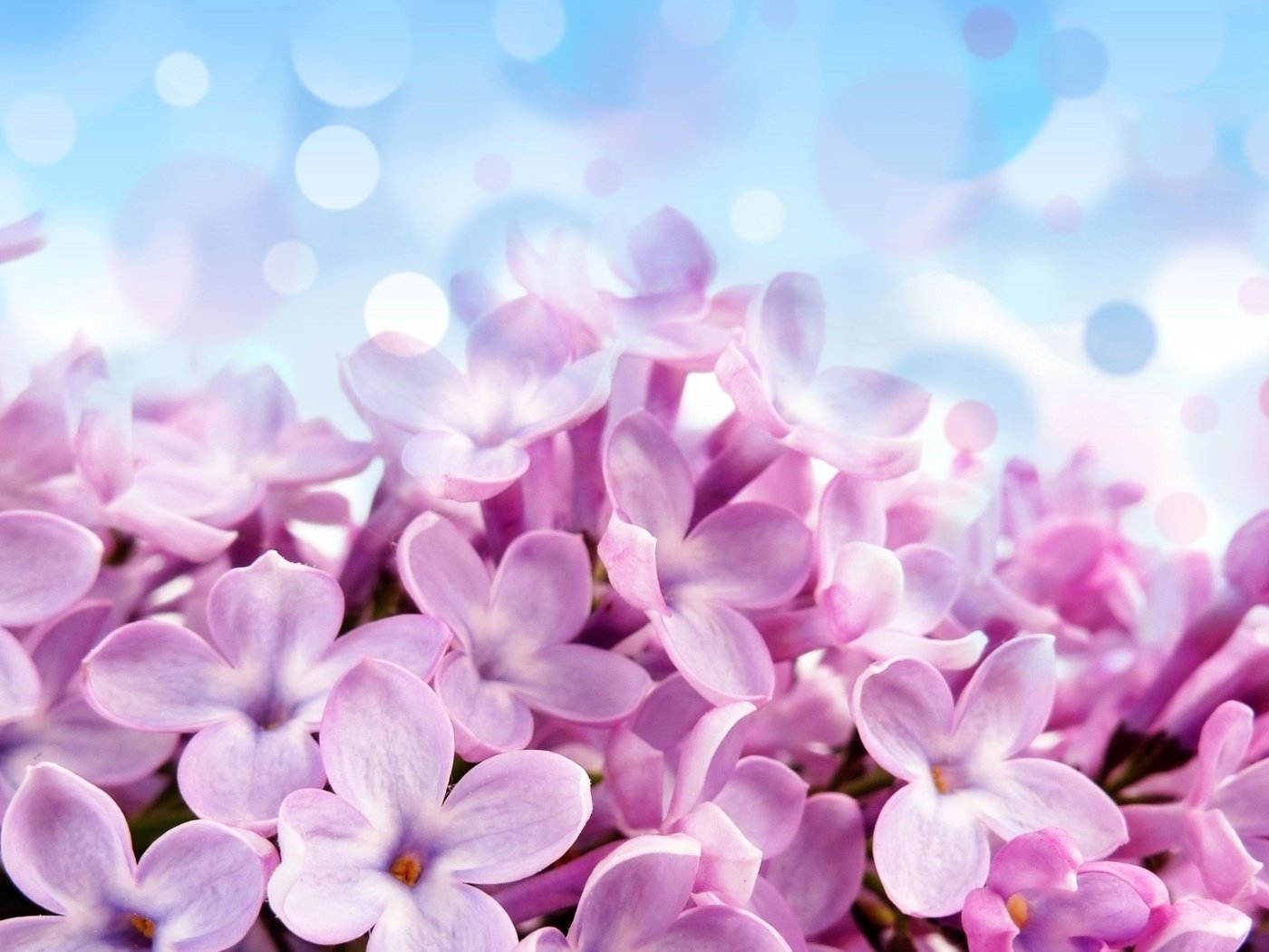 Обои сирень, lilac разрешение 2560x1600 Загрузить