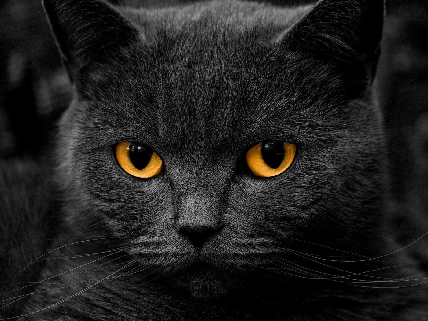 Обои глаза, фон, кот, мордочка, усы, кошка, взгляд, eyes, background, cat, muzzle, mustache, look разрешение 1920x1200 Загрузить