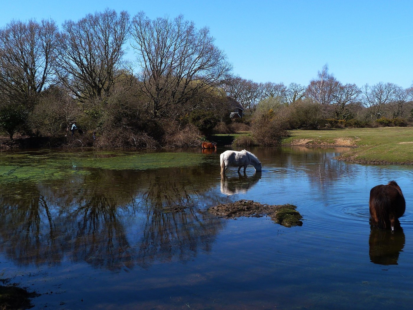 Обои небо, трава, деревья, река, весна, лошади, водопой, the sky, grass, trees, river, spring, horse, drink разрешение 2560x1600 Загрузить