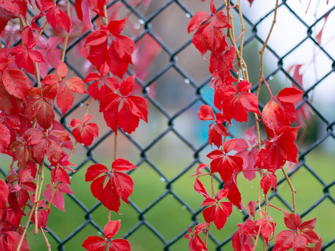 Обои листья, красные, капельки, после дождя, веточки, плющ, leaves, red, droplets, after the rain, twigs, ivy разрешение 1920x1200 Загрузить