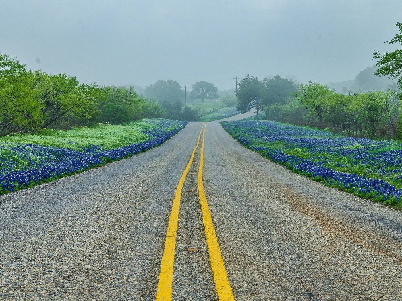 Обои дорога, деревья, пейзаж, туман, техас-хилл, road, trees, landscape, fog, texas hill разрешение 2560x1600 Загрузить