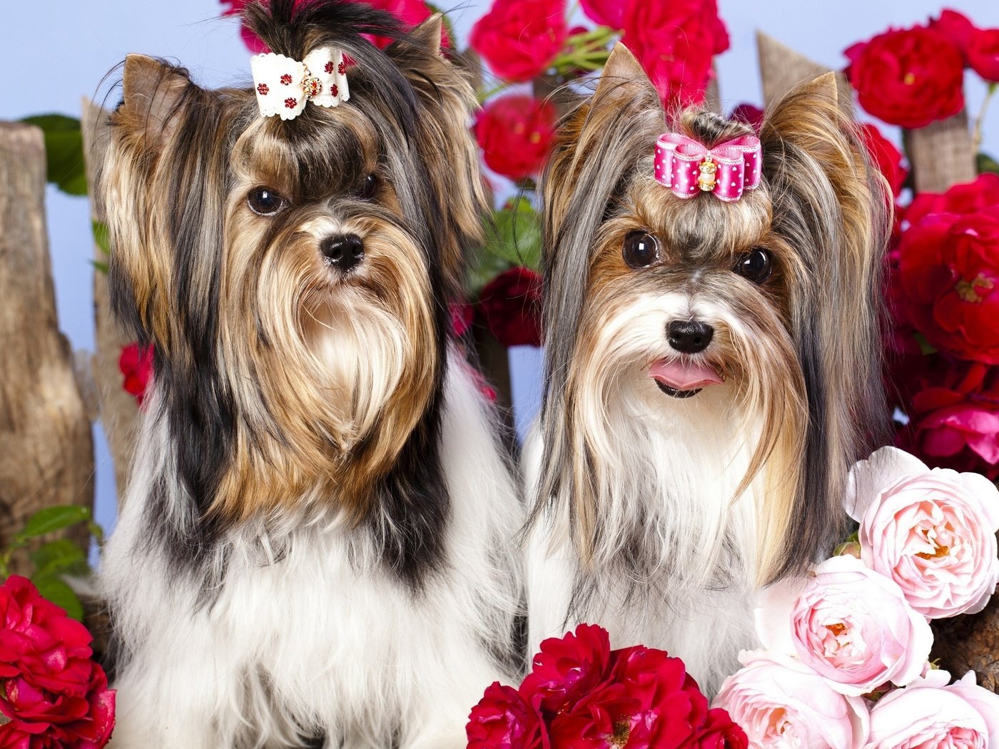 Обои цветы, макро, фото, розы, позитив, собачки, йоркширский терьер, flowers, macro, photo, roses, positive, dogs, yorkshire terrier разрешение 2560x1600 Загрузить