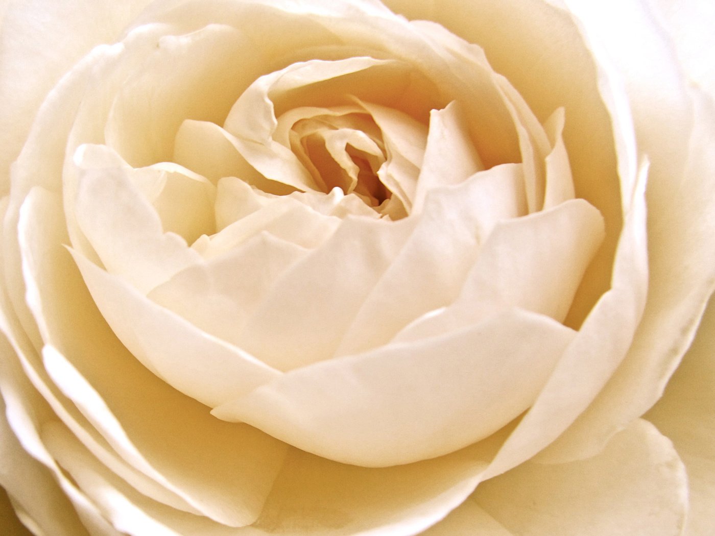 Обои белая роза, white rose разрешение 1920x1200 Загрузить