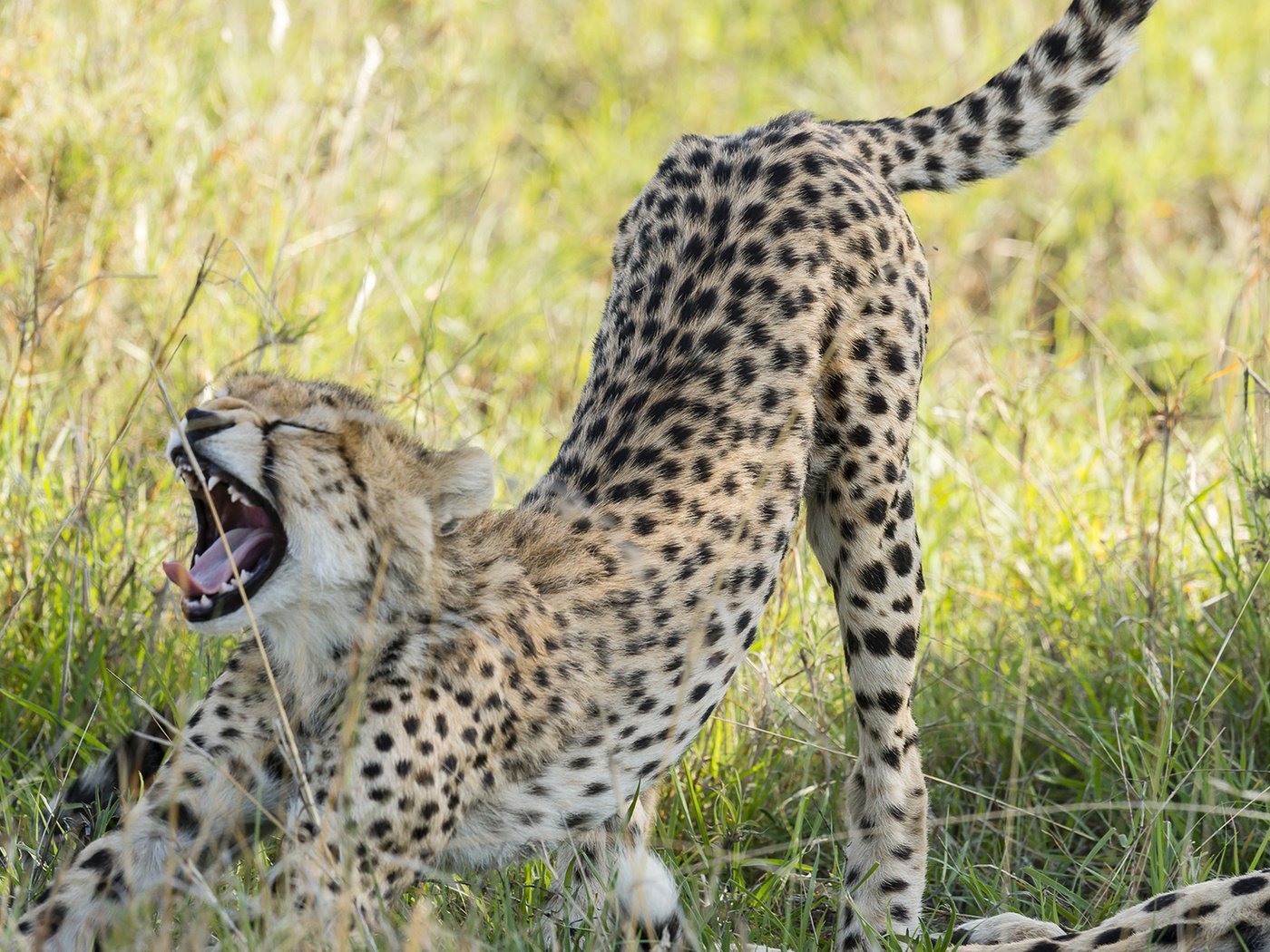животные саванна гепард хищники загрузить
