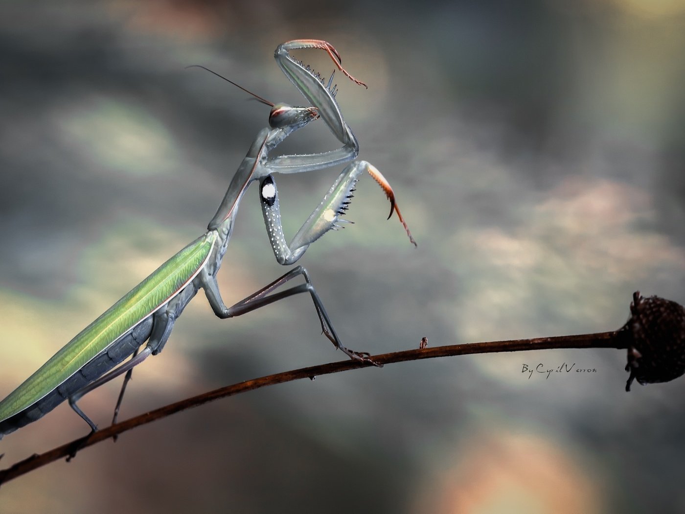 Обои насекомое, цветок, стебель, богомол, insect, flower, stem, mantis разрешение 2560x1600 Загрузить