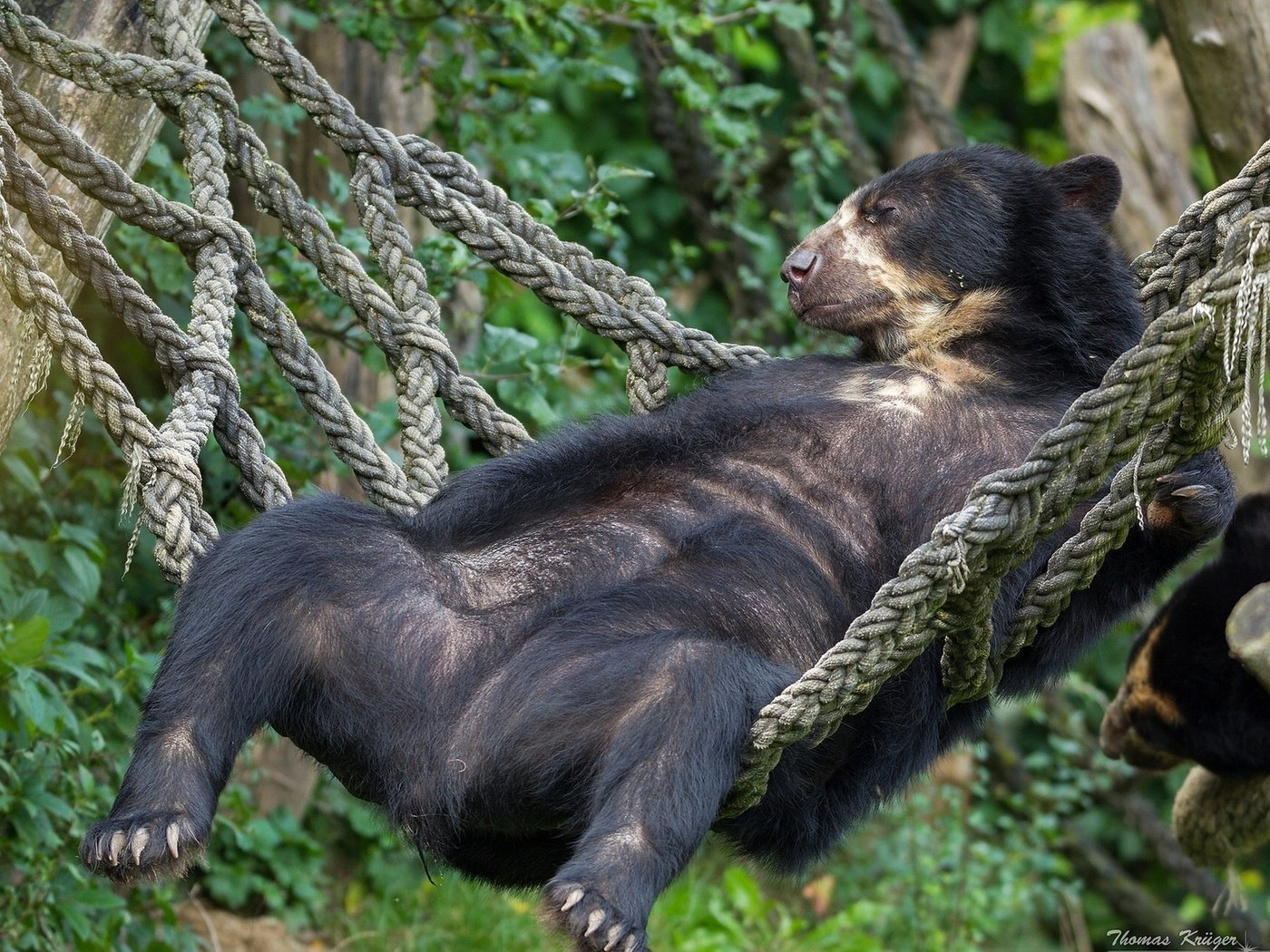 Обои медведь, отдых, гамак, расслабон, очковый медведь, bear, stay, hammock, chill, spectacled bear разрешение 1920x1200 Загрузить