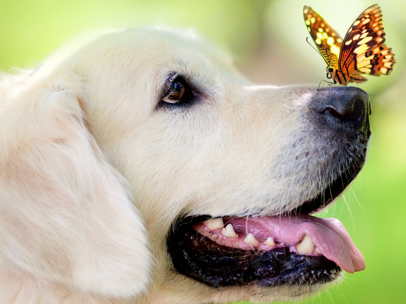 Обои бабочка, собака, сидит, нежность, на, добрая, носу у белого пса, butterfly, dog, sitting, tenderness, on, good, nose white dog разрешение 1920x1080 Загрузить