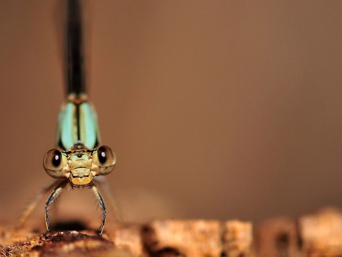 Обои макро изображение стрекозы, macro image of a dragonfly разрешение 1932x1208 Загрузить