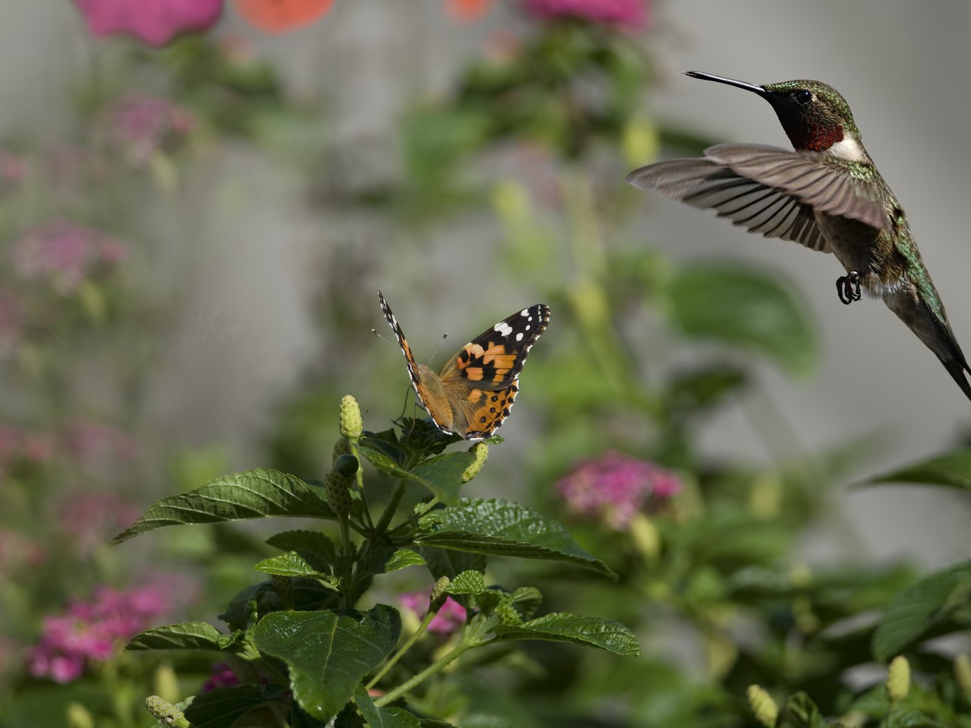 Обои цветы, насекомое, бабочка, птица, колибри, солнечно, flowers, insect, butterfly, bird, hummingbird, sunny разрешение 2560x1600 Загрузить