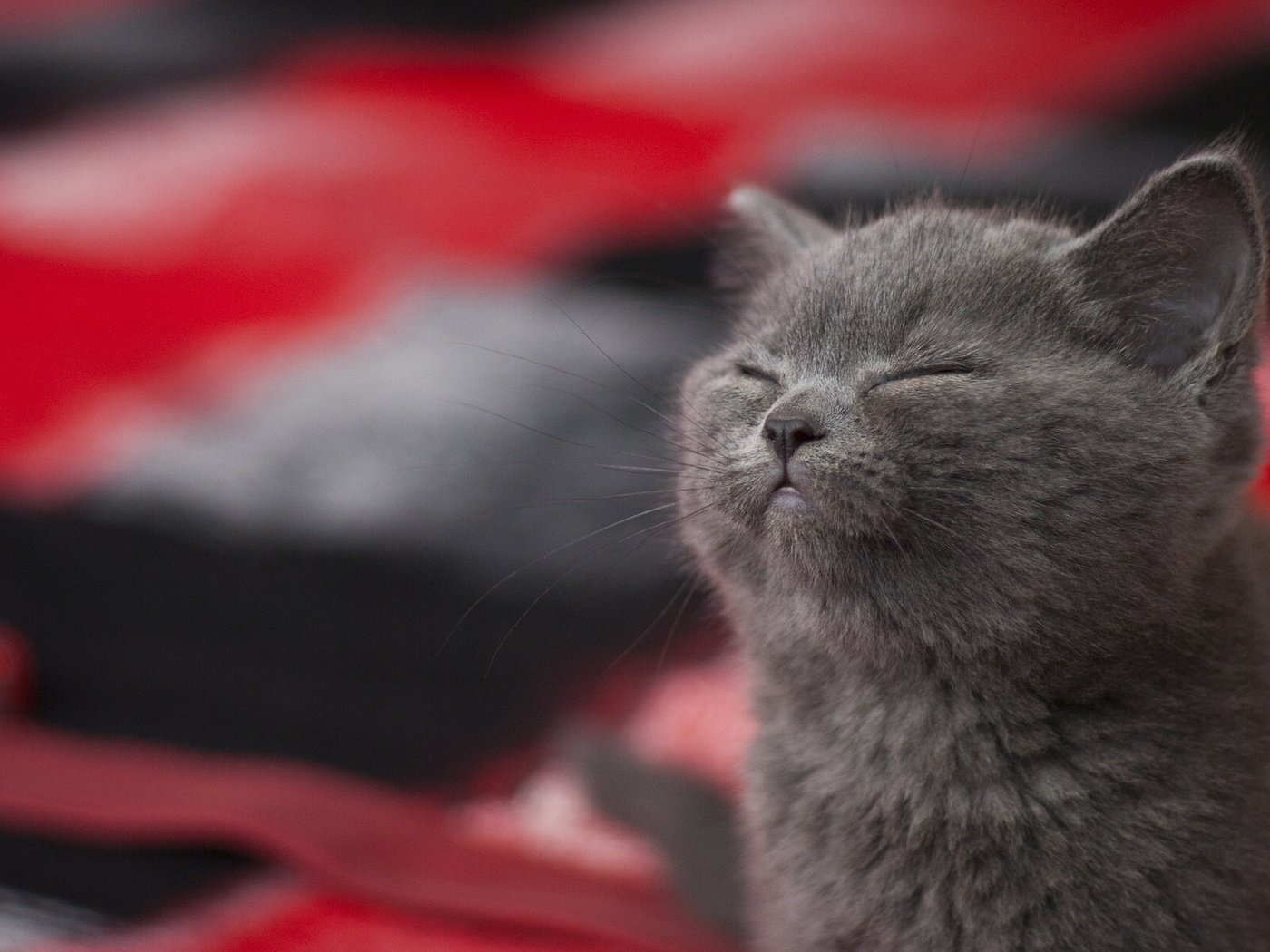 Обои котенок, довольный, блаженство, kitty, happy, bliss разрешение 1920x1200 Загрузить